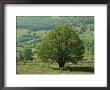 Tree And Meadow, Burgundy, France by Michael Busselle Limited Edition Print