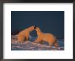 Two Polar Bears (Ursus Maritimus) Play With Each Other by Norbert Rosing Limited Edition Print