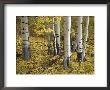 Aspens In Fall Colors, Near Ouray, Colorado, United States Of America, North America by James Hager Limited Edition Print