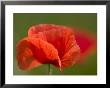 Corn Poppy, Papaver Rhoeas, Bielefeld, Nordrhein Westfalen, Germany by Thorsten Milse Limited Edition Print