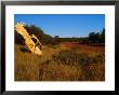 Car Buried In Ground, Great Central Road, Australia by Peter Ptschelinzew Limited Edition Print