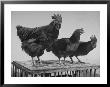 Heshe Chickens by Francis Miller Limited Edition Print