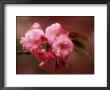 Close-Up Of Cherry Blossoms At Osaka Cherry Blossom Festival, Osaka, Japan by Nancy & Steve Ross Limited Edition Print