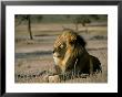 Lion (Panthera Leo), Kalahari Gemsbok Park, South Africa, Africa by Steve & Ann Toon Limited Edition Print