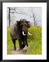 Asian Elephant, Mock Charge By Male, Assam, India by David Courtenay Limited Edition Print