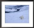 Polar Bear On Pack Ice North Of Spitsbergen, Svalbard, Arctic, Norway by Tony Waltham Limited Edition Pricing Art Print
