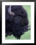 Bison Profile, Yellowstone National Park, Wyoming, Usa by Jamie & Judy Wild Limited Edition Print