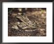 Close-Up Of A Rattlesnake, Belize, Central America by James Gritz Limited Edition Print