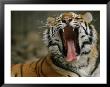 A Siberian Tiger Yawns While Resting by Joel Sartore Limited Edition Print