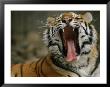 A Siberian Tiger Yawns While Resting by Joel Sartore Limited Edition Print