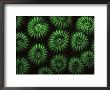 Hard Corals, Fluorescent Under Uv Light, Papua New Guinea by Jurgen Freund Limited Edition Print