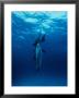 Atlantic Spotted Dolphins, Swimming Vertically, Bahamas by Gerard Soury Limited Edition Print