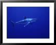 Silvertip Shark, Swimming, Tuamotu, French Polynesia by Gerard Soury Limited Edition Print