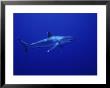 Silvertip Shark, Swimming, Tuamotu, French Polynesia by Gerard Soury Limited Edition Pricing Art Print
