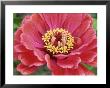 Zinnia Elegans (Zinnia), Close-Up Of Red Flower by Michael Davis Limited Edition Pricing Art Print