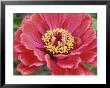 Zinnia Elegans (Zinnia), Close-Up Of Red Flower by Michael Davis Limited Edition Print