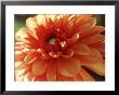 Dahlia Mummies Favourite, Close-Up Of Orange Flower by Lynn Keddie Limited Edition Pricing Art Print