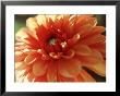 Dahlia Mummies Favourite, Close-Up Of Orange Flower by Lynn Keddie Limited Edition Print