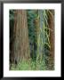 Giant Sequoia, Spruce Tree With Lichen, Sierra Nevada, Usa by Olaf Broders Limited Edition Print