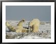 A Male Polar Bear Surrenders During A Play-Fighting Session by Norbert Rosing Limited Edition Print