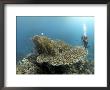 Table Coral And Diver, St. Johns Reef, Red Sea by Mark Webster Limited Edition Pricing Art Print