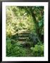 Moss-Covered Stone Steps Through Shady Overgrown Garden, Autumn Sherborne Garden, Somerset by Mark Bolton Limited Edition Pricing Art Print