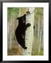 Black Bearursus Americanuscub Sat Up Tree, Autumn Foliage by Mark Hamblin Limited Edition Pricing Art Print
