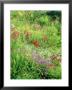 Wild Garden Pond by Mark Bolton Limited Edition Pricing Art Print