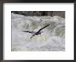 Great Blue Heron Flies Over White Water Rapids by Skip Brown Limited Edition Print