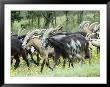 Herd Of Goats Runs Across A Field In Provence, France by Stephen Sharnoff Limited Edition Print