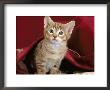 Domestic Cat, Portrait Of Oriental Brown Spotted Tabby Kitten Under Red Velours Curtain by Jane Burton Limited Edition Print