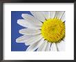 Marguerite / Ox Eye Daisy (Leucanthemum Vulgare) Uk by Pete Cairns Limited Edition Print