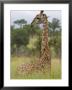 Giraffe, Giraffa Camelopardalis, Kruger National Park, Mpumalanga, South Africa, Africa by Steve & Ann Toon Limited Edition Pricing Art Print