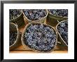 Harvested Grapes, St. Joseph, Ardeche, Rhone Alpes, France by Michael Busselle Limited Edition Print
