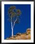 A View Of A Eucalyptus Tree At The Top Of A Cliff by Bill Ellzey Limited Edition Print
