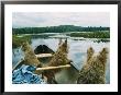 Norwich Terriers Enjoy A Canoe Ride On Lake Kezar by Robin Siegel Limited Edition Pricing Art Print