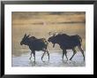 Two Moose Wade In A Lake by Dr. Maurice G. Hornocker Limited Edition Print