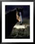 Rugged Chilean Horse With White Markings And Windblown Mane At Dawn by Jason Edwards Limited Edition Print