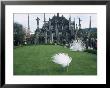 White Peacocks In Front Of Folly, Isola Bella, Lake Maggiore, Piedmont, Italy by Sheila Terry Limited Edition Print