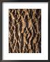 A Walnut Tree's Bark At Historic Waveland Farm by Joel Sartore Limited Edition Pricing Art Print