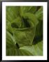 Fresh Leaves Unfurl From The Center Of A Skunk Cabbage Plant by Bates Littlehales Limited Edition Print