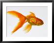 Goldfish by Mark Mawson Limited Edition Print