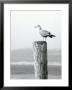 White Seagull On Post, Cape Cod by Steven Emery Limited Edition Print