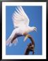 Dove Perched On Stick by Jim Mcguire Limited Edition Print