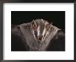 Close View Of A Bat In A Rain Forest In Costa Rica by Michael Melford Limited Edition Pricing Art Print