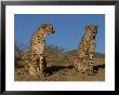 Cheetah, Acinonyx Jubatus, Duesternbrook Private Game Reserve, Windhoek, Namibia, Africa by Thorsten Milse Limited Edition Print