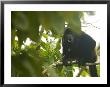 Mantled Howler Monkey, Sitting On Branch In Forest Calling With Mouth Open, Costa Rica by Roy Toft Limited Edition Print