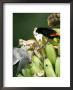 Palm Tanager And Scarlet-Rumped Tanager, Two Birds Fighting On Bananas, Osa Peninsula, Costa Rica by Roy Toft Limited Edition Print