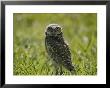 Burrowing Owl by Robert Madden Limited Edition Print