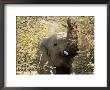 African Elephant (Loxodonta Africana), Mashatu Game Reserve, Botswana, Africa by Sergio Pitamitz Limited Edition Pricing Art Print